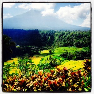 bali rice fields